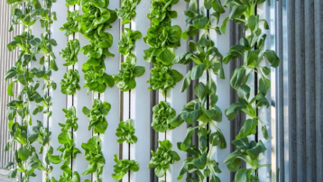 How to Create a Hanging Garden