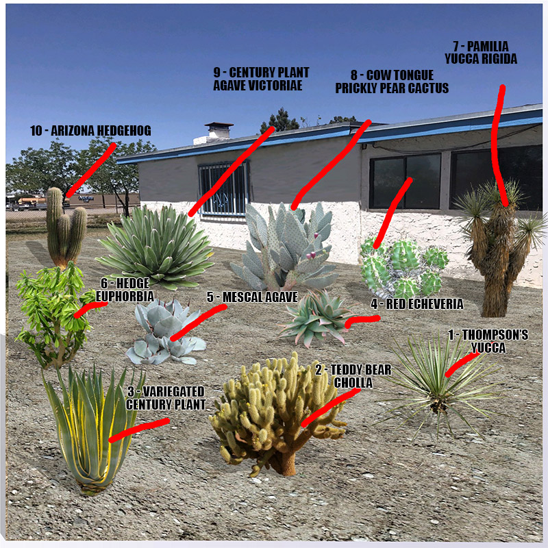 Image of desert plants