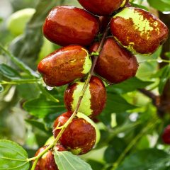 The Jujube Tree