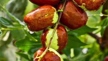 The Jujube Tree