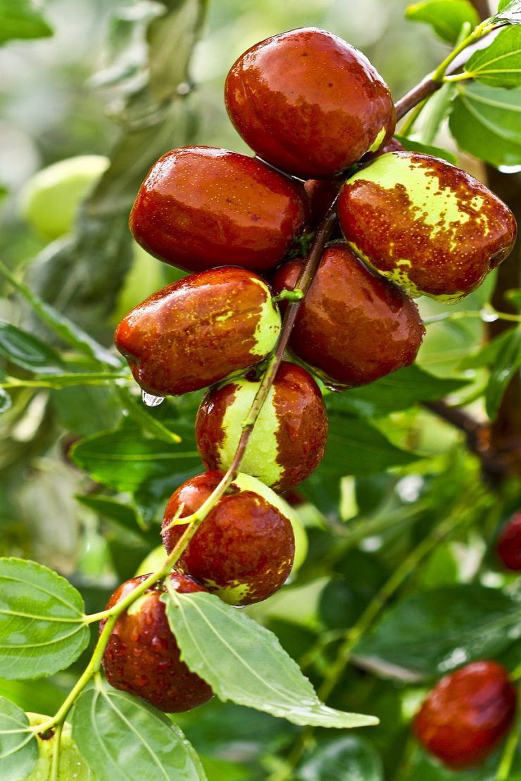 The Jujube Tree