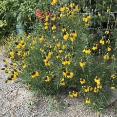 The Mexican Hat Plant