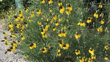 The Mexican Hat Plant