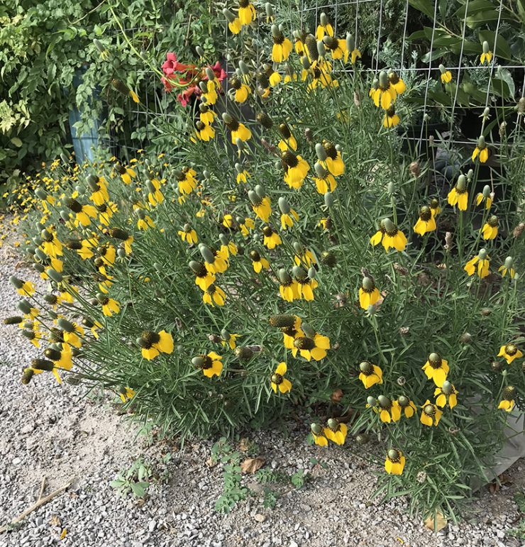 The Mexican Hat Plant