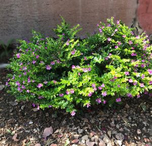 Mexican Heather Plant