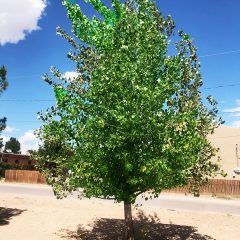 The Western Cottonwood Tree