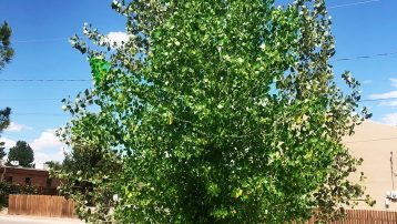 The Western Cottonwood Tree