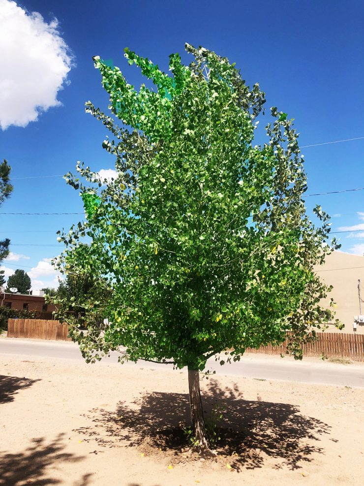 The Western Cottonwood Tree