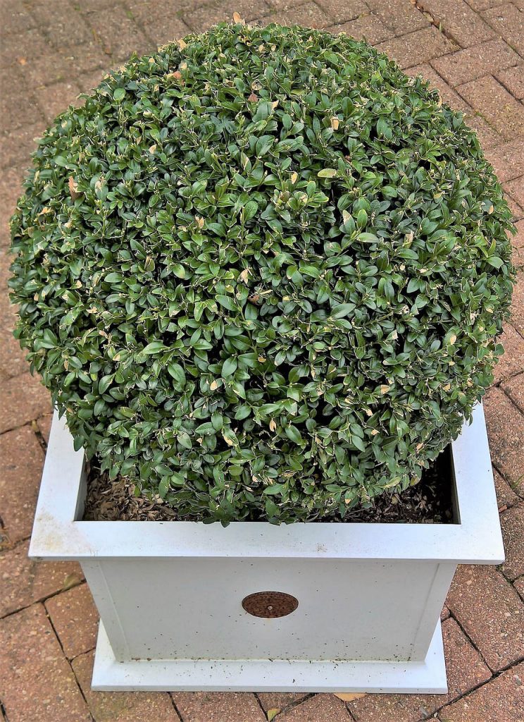 Boxwood landscaping ideas