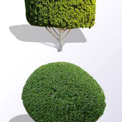 Boxwood Landscaping