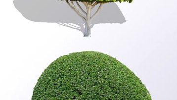 Boxwood Landscaping