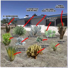 Desert Plants