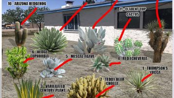 Desert Plants