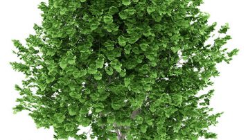 Ginko Bilboa Tree information