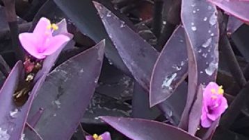 purple-heart-plant-closeup