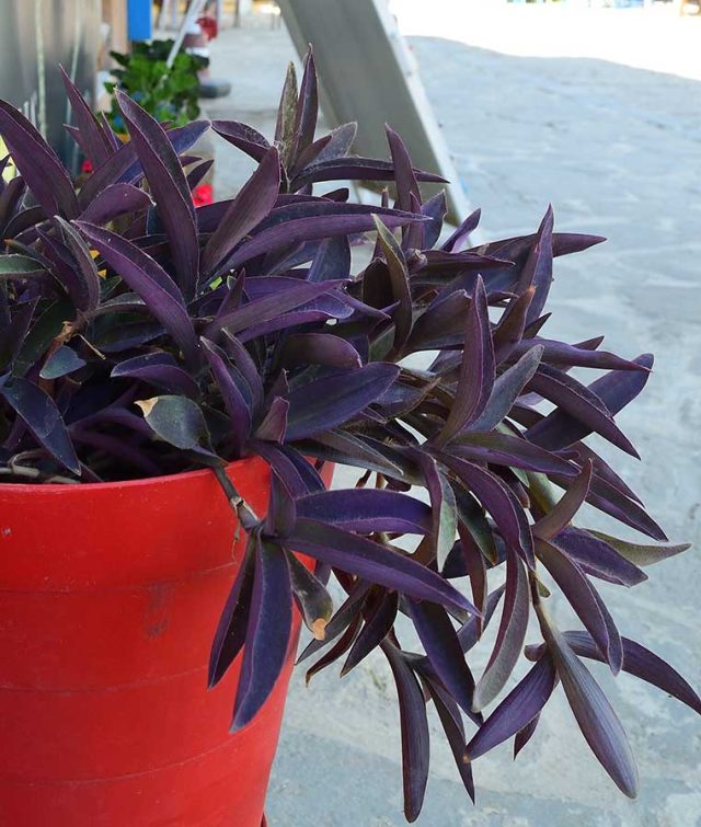 The Purple Heart Plant