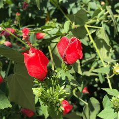 Turks cap plant