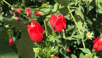 Turks cap plant