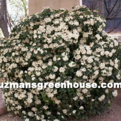 Viburnum Tinus Shrub