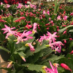 Grow Christmas Cactus