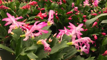 Grow Christmas Cactus