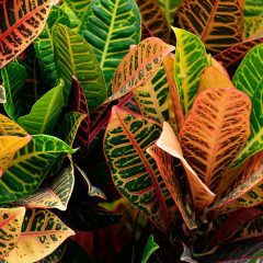 Croton Plants