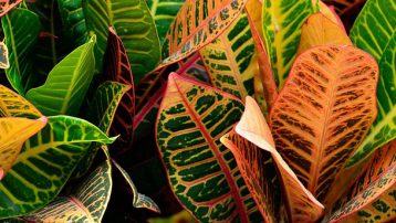 Croton Plants