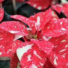 Poinsettia Plant care