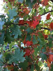 Identify trees by leaves