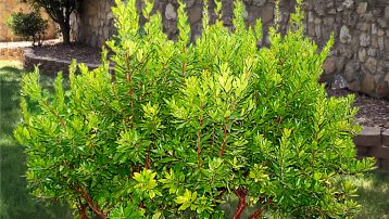 Arbutus Unedo Strawberry Tree