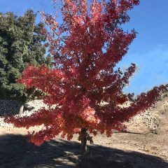 Texas Red Oak Information