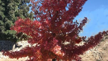 Texas Red Oak Information