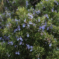 rosemary-flower