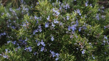 rosemary-flower