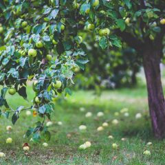 How to keep birds away from fruit trees