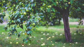 How to keep birds away from fruit trees