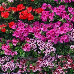 How to care for geraniums