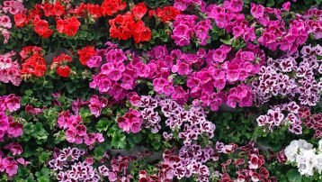 How to care for geraniums