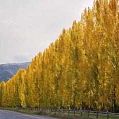 Poplar Trees Landscapine