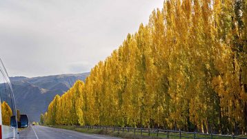 Poplar Trees Landscapine