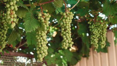 Growing Grape Vines at Home