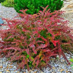 barberry bush