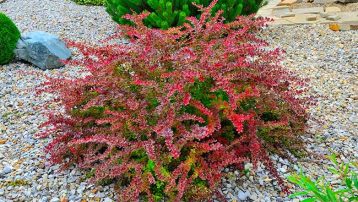 barberry bush