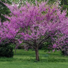 Redbud trees