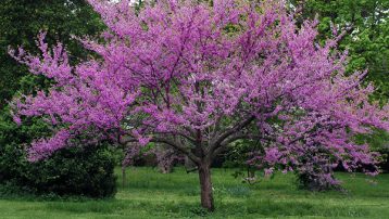 Redbud trees