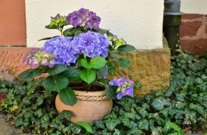 Hydrangeas in a pot