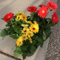 Gerbera Daisies in Pots