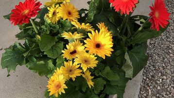 Gerbera Daisies in Pots