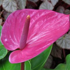 Anthurium indoor plants