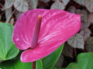 Anthurium indoor plants